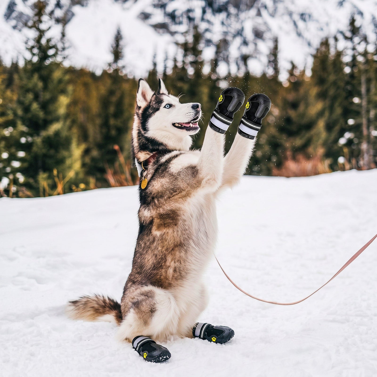 Husky de Sibérie assis dans la neige en montagne, équipé de bottines de protection pour protéger ses coussinets du froid.