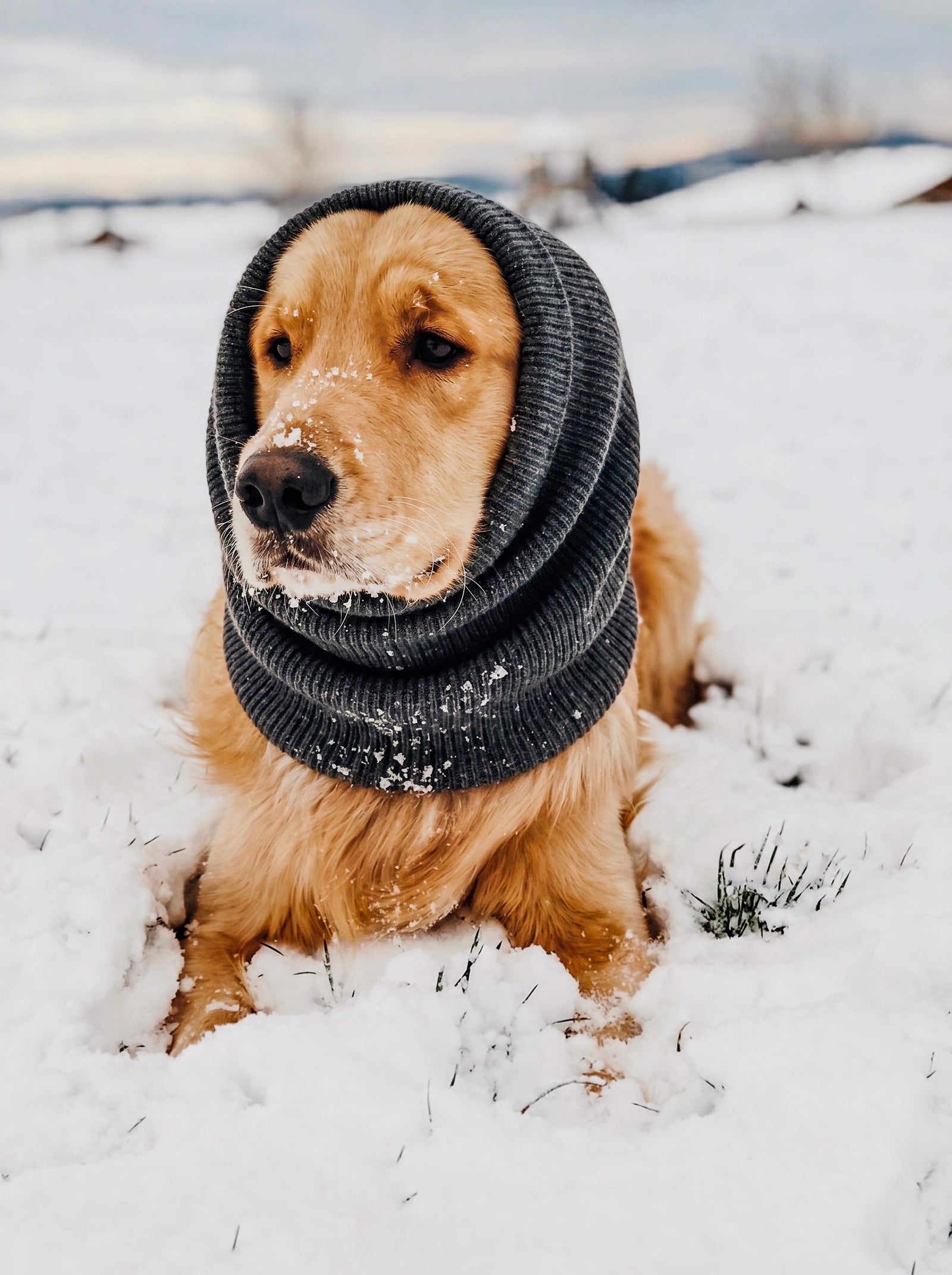 Chien Golden Retriever couché dans la neige portant un snood cache-cou en tricot gris pour chien, écharpe tubulaire de protection thermique pour protéger les oreilles et le cou du vent glacial et du froid en hiver.