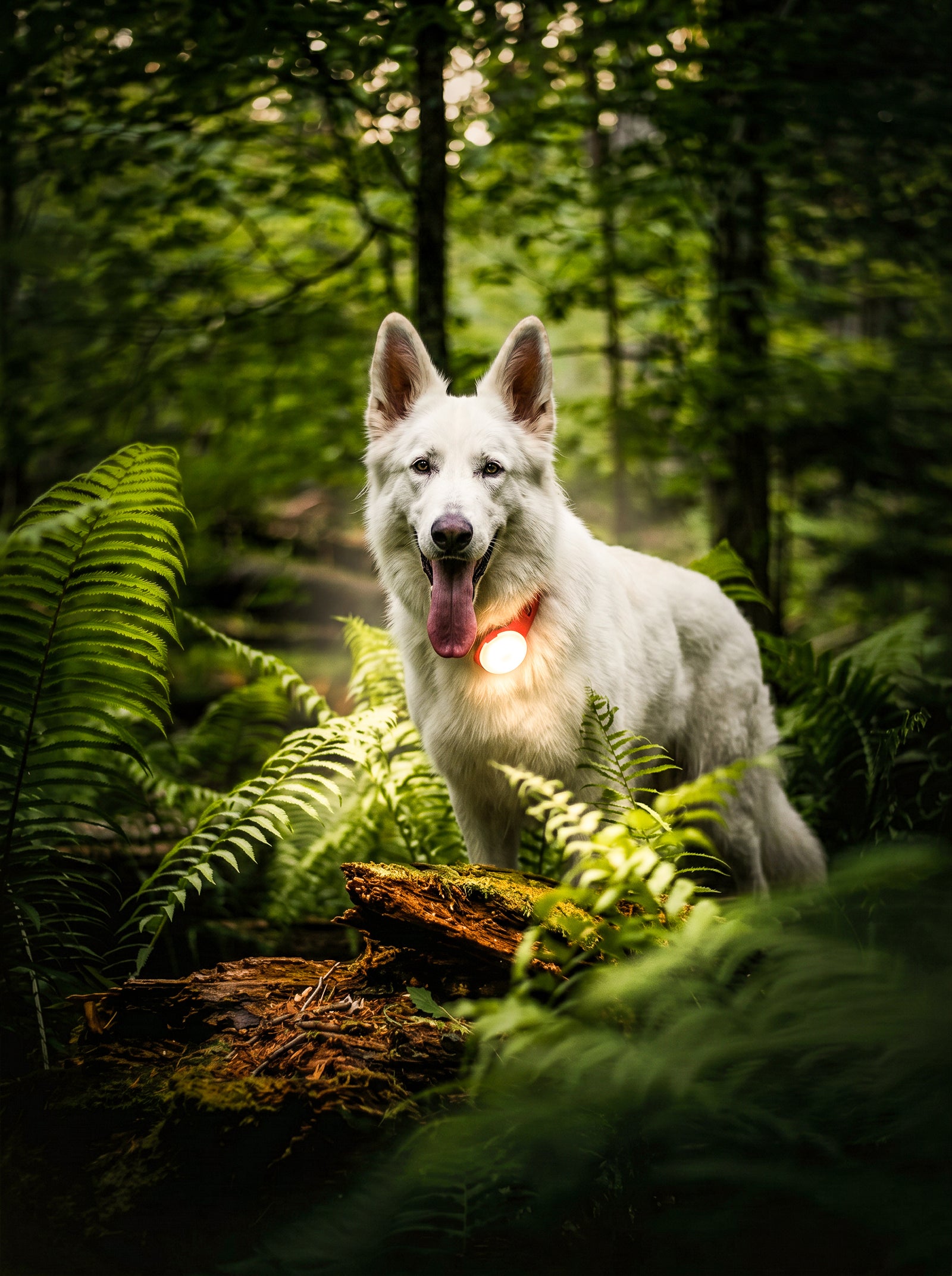 Chien de berger blanc en randonnée dans une forêt de fougères, portant une lampe LED lumineuse de sécurité fixée à son collier rouge.