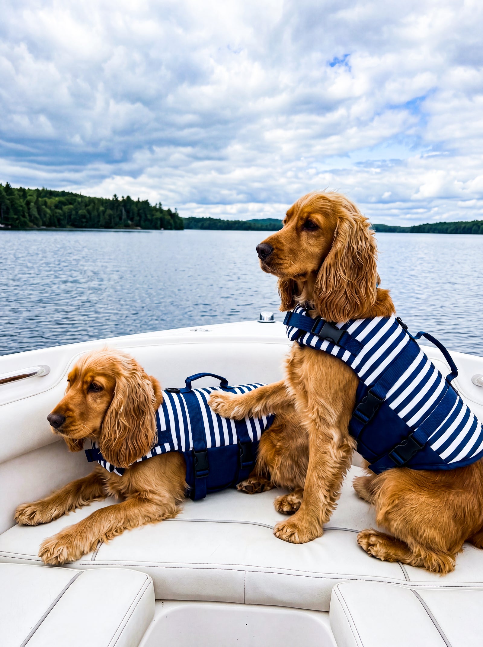 Deux chiens de race Cocker avec un gilet de sauvetage pour chien à rayures marines sur un bateau, gilet de flottaison aquatique réglable avec poignée de sécurité pour la baignade en mer, lac et activités nautiques outdoor.
