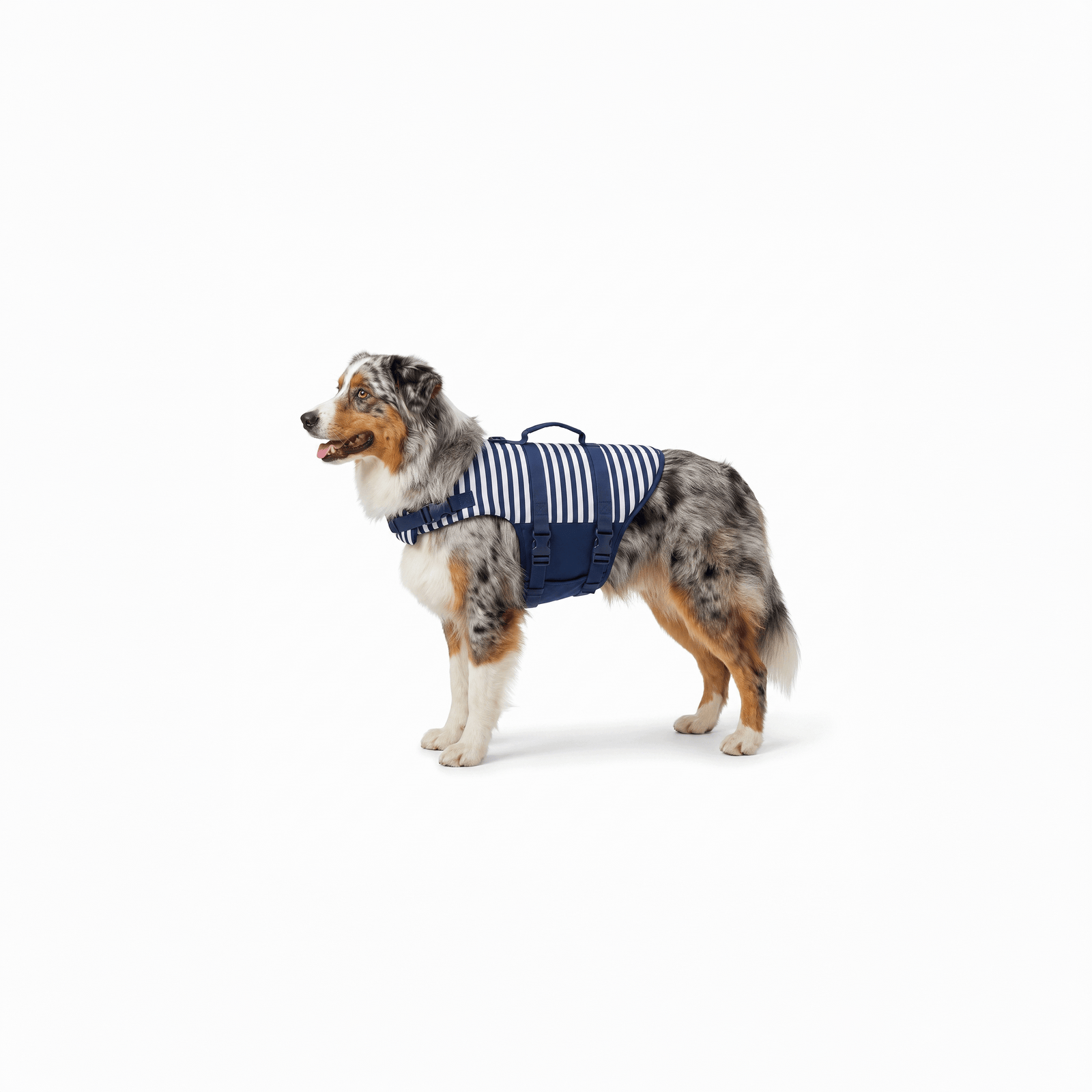 Berger Australien de profil portant le gilet de flottaison pour chien rayé bleu marine et blanc — packshot studio.