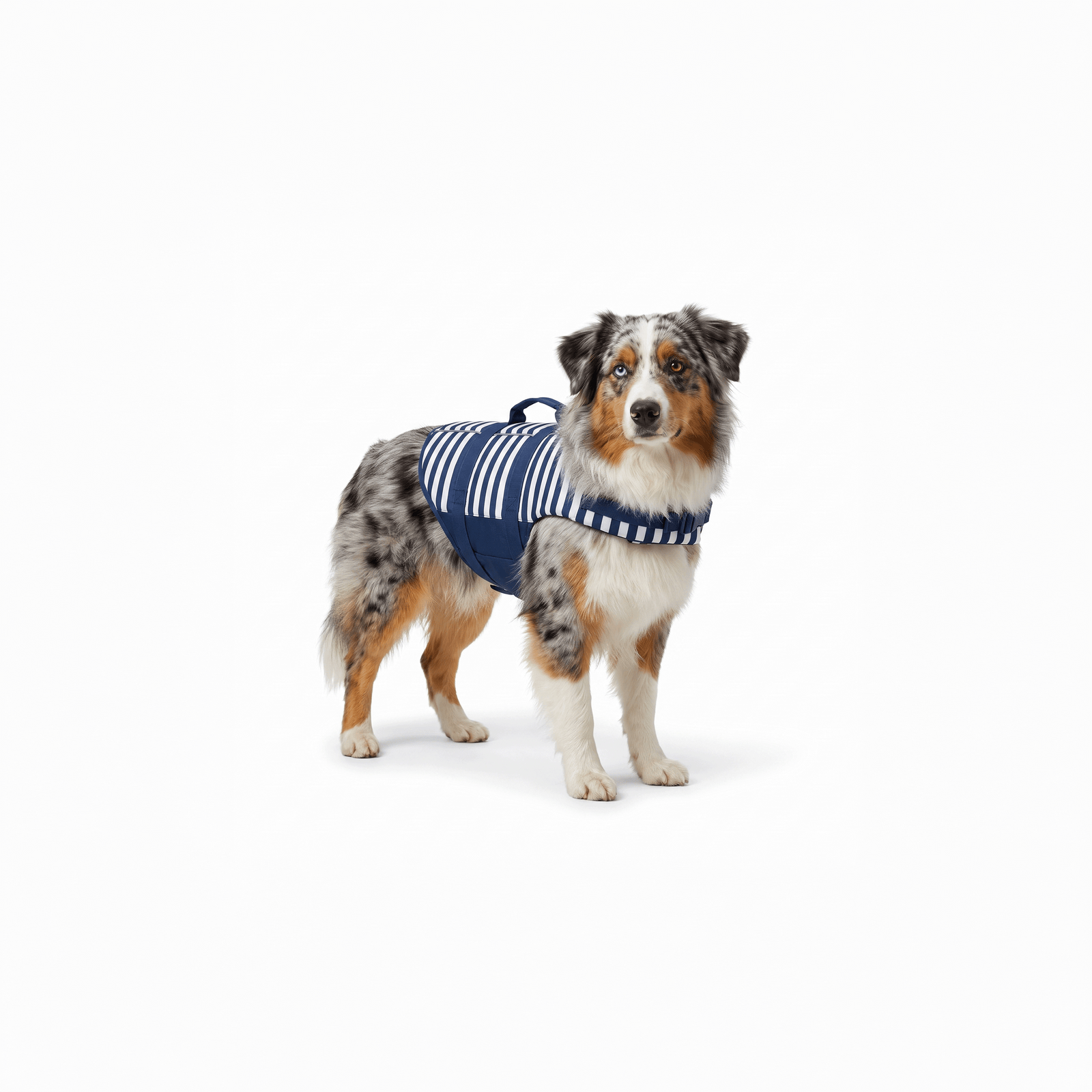 Berger Australien en trois-quarts avant portant le gilet de sauvetage pour chien rayé marine et blanc — packshot.