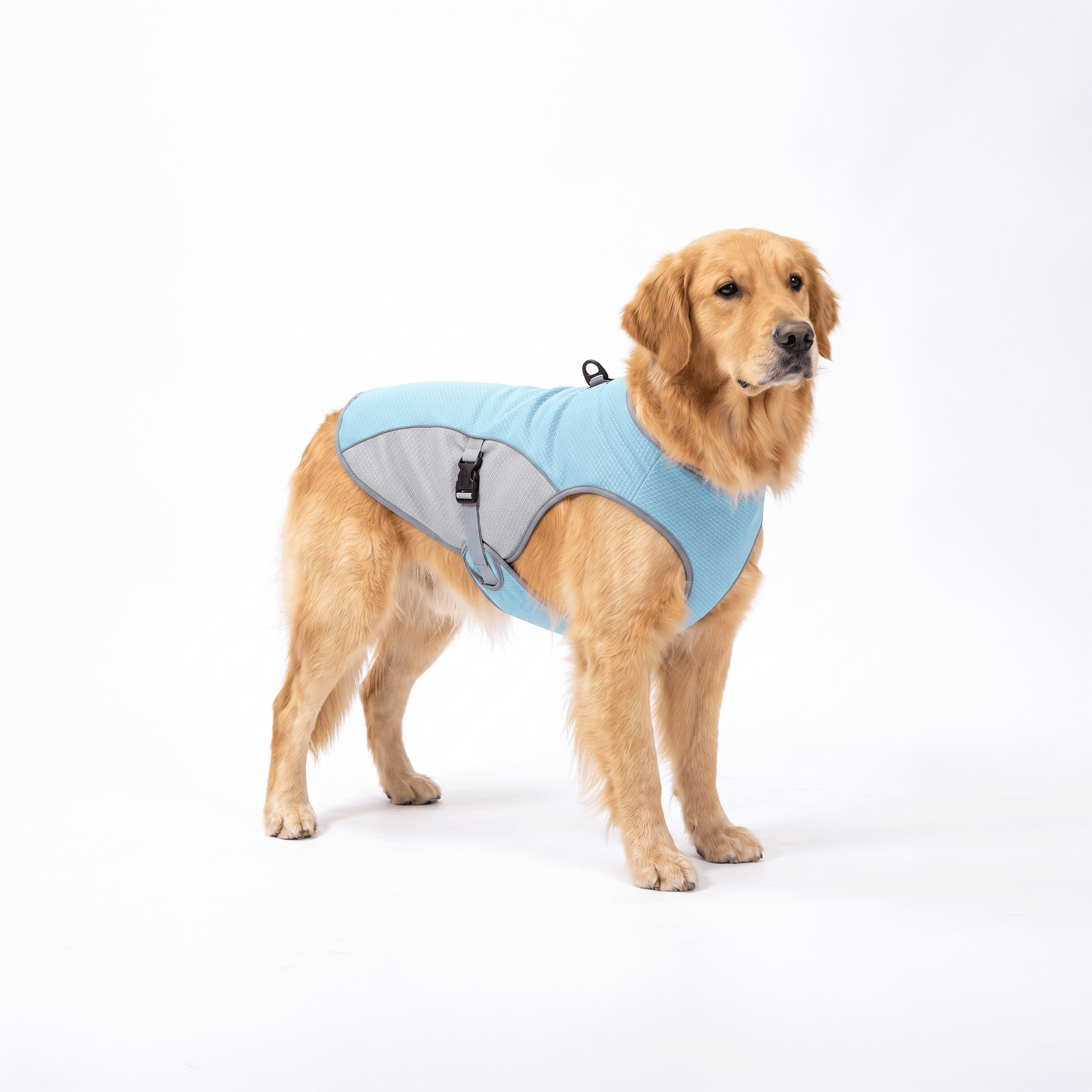 Golden Retriever debout de trois-quarts portant le gilet rafraîchissant pour chien bleu clair à liserés réfléchissants — fond blanc.