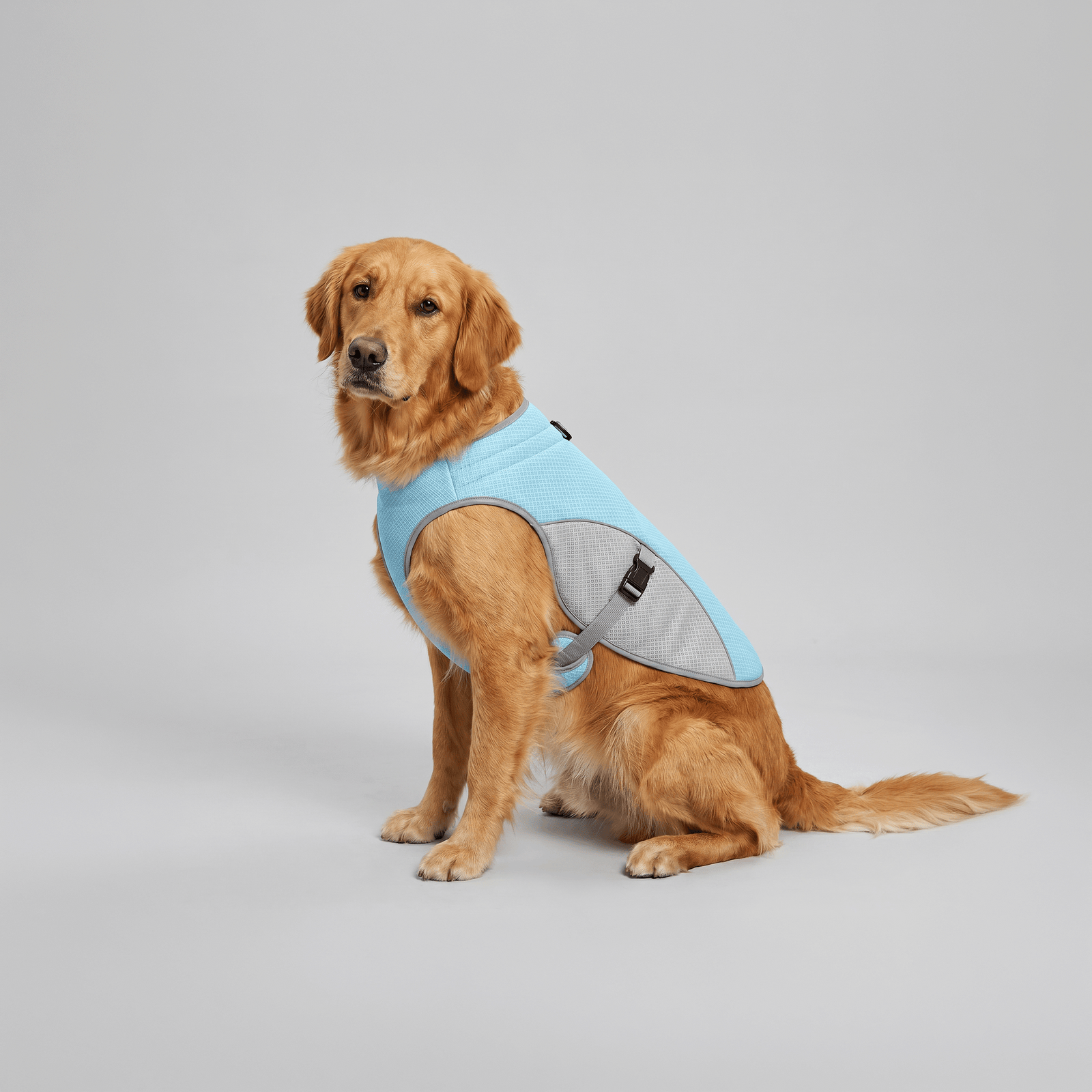 Golden Retriever assis de trois-quarts portant le gilet rafraîchissant pour chien bleu clair à mailles grises — packshot studio.