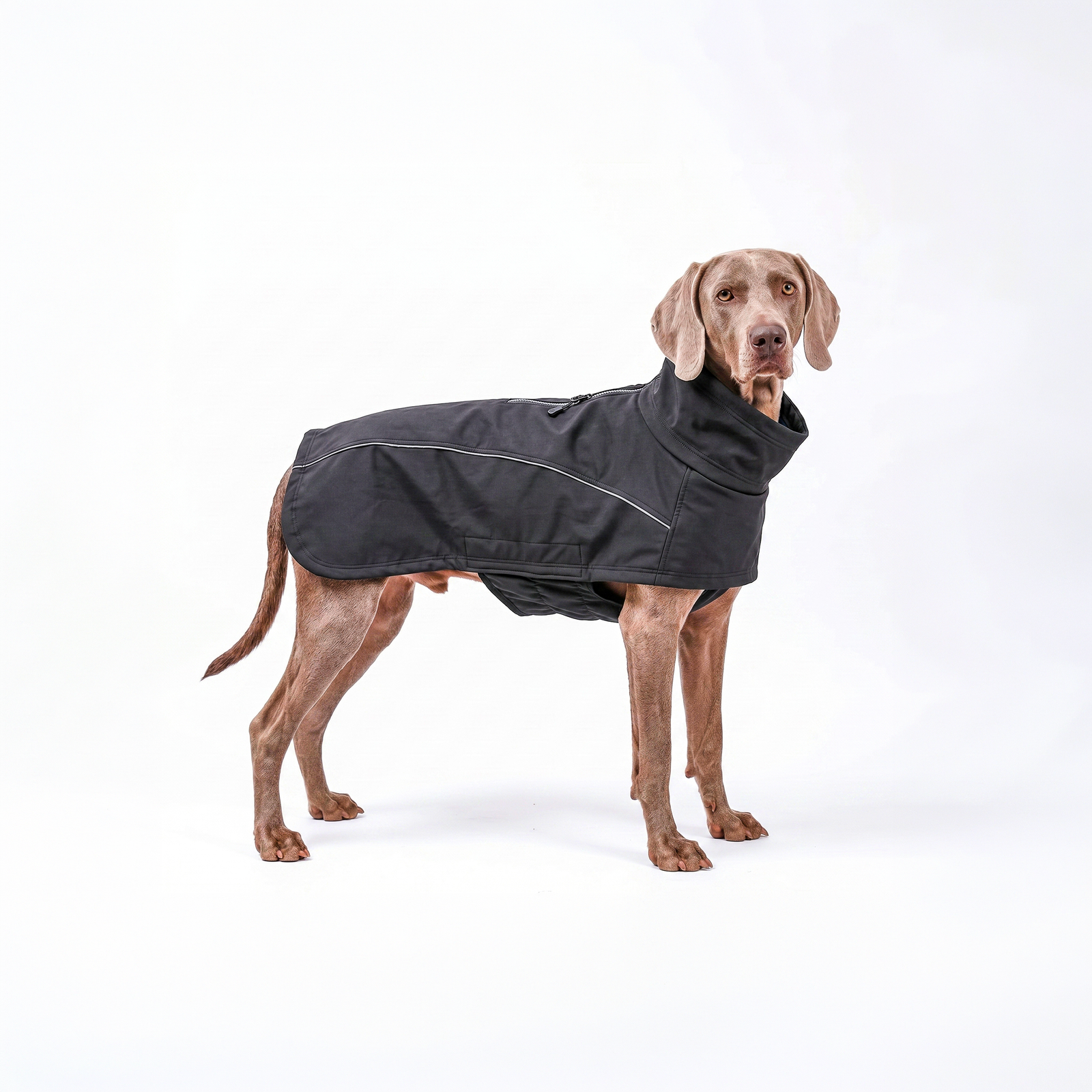 Chien Braque de Weimar debout sur fond blanc portant un manteau pour chien imperméable noir, veste chaude coupe-vent de protection pour grand chien avec col montant isolant et liseré réfléchissant pour la pluie et l'hiver.